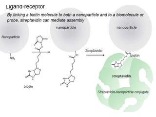 biotin
biotin
streptavidin
nanoparticlenanoparticle
 