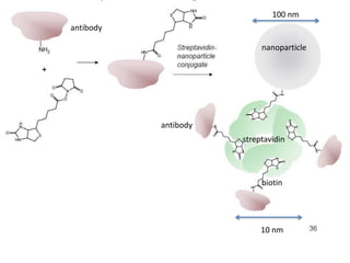 streptavidin
antibody
nanoparticle
biotin
antibody
100 nm
10 nm
 