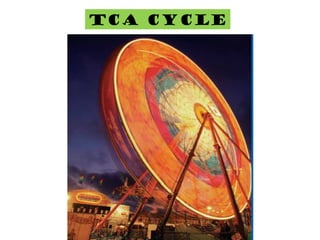 TCA CYCLE
 