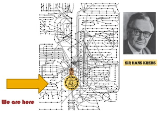 We are here
Sir Hans Krebs
 