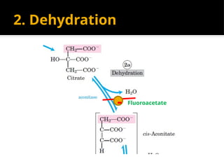2. Dehydration
- Fluoroacetate
 