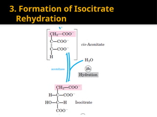 3. Formation of Isocitrate
Rehydration
 