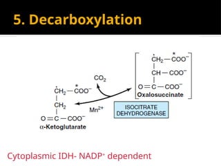5. Decarboxylation
Cytoplasmic IDH- NADP+
dependent
 