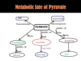 Metabolic fate of Pyruvate
 