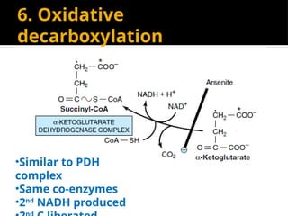 6. Oxidative
decarboxylation
•Similar to PDH
complex
•Same co-enzymes
•2nd
NADH produced
 