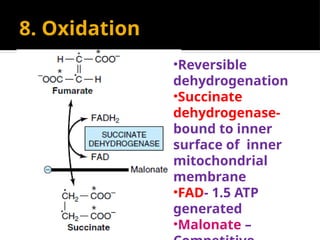 8. Oxidation
•Reversible
dehydrogenation
•Succinate
dehydrogenase-
bound to inner
surface of inner
mitochondrial
membrane
•FAD- 1.5 ATP
generated
•Malonate –
 