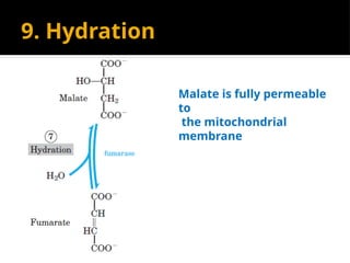 9. Hydration
Malate is fully permeable
to
the mitochondrial
membrane
 