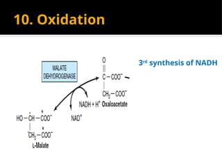 10. Oxidation
3rd
synthesis of NADH
 