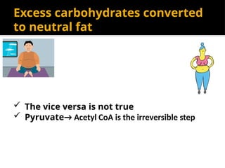 Excess carbohydrates converted
to neutral fat
 The vice versa is not true
 Pyruvate→ Acetyl CoA is the irreversible step
 