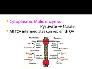  Cytoplasmic Malic enzyme:
Pyruvate → Malate
 All TCA intermediates can replenish OA
 