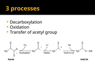 3 processes
 Decarboxylation
 Oxidation
 Transfer of acetyl group
 