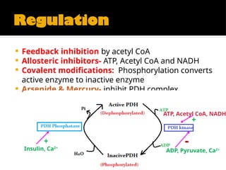 Regulation
 Feedback inhibition by acetyl CoA
 Allosteric inhibitors- ATP, Acetyl CoA and NADH
 Covalent modifications: Phosphorylation converts
active enzyme to inactive enzyme
 Arsenide & Mercury- inhibit PDH complex
Insulin, Ca2+
+
ATP, Acetyl CoA, NADH
+
ADP, Pyruvate, Ca2+
-
 