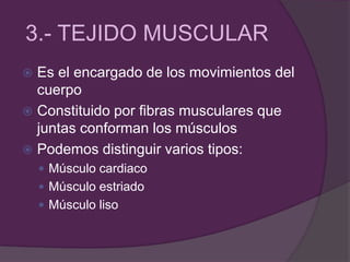 3.- TEJIDO MUSCULAR
 Es el encargado de los movimientos del
cuerpo
 Constituido por fibras musculares que
juntas conforman los músculos
 Podemos distinguir varios tipos:
 Músculo cardiaco
 Músculo estriado
 Músculo liso
 