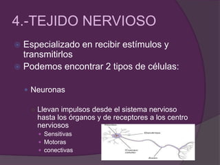 4.-TEJIDO NERVIOSO
 Especializado en recibir estímulos y
transmitirlos
 Podemos encontrar 2 tipos de células:
 Neuronas
○ Llevan impulsos desde el sistema nervioso
hasta los órganos y de receptores a los centro
nerviosos
 Sensitivas
 Motoras
 conectivas
 