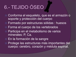 6.- TEJIDO ÓSEO
 Conforma el esqueleto, que es el armazón o
soporte y protección del cuerpo
 Formado por estructuras sólidas : huesos
 Forma el cuerpo de los vertebrados
 Participa en el metabolismo de varios
minerales: P, Ca.
 En la formación de la sangre
 Protege las estructuras más importantes del
cuerpo: cerebro, corazón y médula espinal.
 