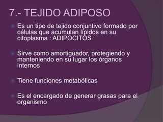 7.- TEJIDO ADIPOSO
 Es un tipo de tejido conjuntivo formado por
células que acumulan lípidos en su
citoplasma : ADIPOCITOS
 Sirve como amortiguador, protegiendo y
manteniendo en su lugar los órganos
internos
 Tiene funciones metabólicas
 Es el encargado de generar grasas para el
organismo
 
