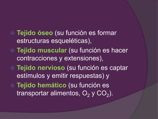  Tejido óseo (su función es formar
estructuras esqueléticas),
 Tejido muscular (su función es hacer
contracciones y extensiones),
 Tejido nervioso (su función es captar
estímulos y emitir respuestas) y
 Tejido hemático (su función es
transportar alimentos, O2 y CO2).
 