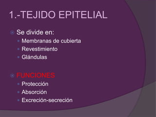1.-TEJIDO EPITELIAL
 Se divide en:
 Membranas de cubierta
 Revestimiento
 Glándulas
 FUNCIONES
 Protección
 Absorción
 Excreción-secreción
 