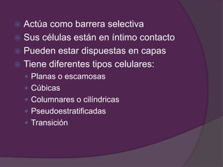  Actúa como barrera selectiva
 Sus células están en íntimo contacto
 Pueden estar dispuestas en capas
 Tiene diferentes tipos celulares:
 Planas o escamosas
 Cúbicas
 Columnares o cilíndricas
 Pseudoestratificadas
 Transición
 