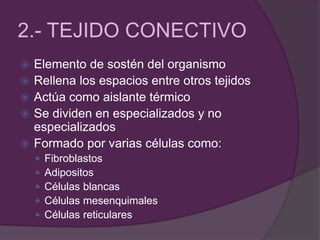 2.- TEJIDO CONECTIVO
 Elemento de sostén del organismo
 Rellena los espacios entre otros tejidos
 Actúa como aislante térmico
 Se dividen en especializados y no
especializados
 Formado por varias células como:
 Fibroblastos
 Adipositos
 Células blancas
 Células mesenquimales
 Células reticulares
 