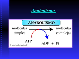 AnabolismoAnabolismo
 