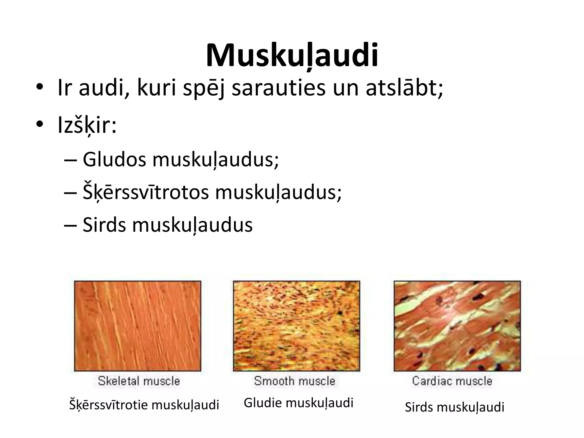 Skeleta muskulatūra | PPTX