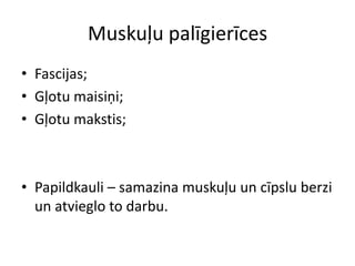 Muskuļu palīgierīces
• Fascijas;
• Gļotu maisiņi;
• Gļotu makstis;



• Papildkauli – samazina muskuļu un cīpslu berzi
  un atvieglo to darbu.
 