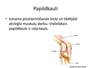 Papildkauli
• Izmaina piestiprināšanās leņķi un tādējādi
  atvieglo muskuļu darbu. Vislielākais
  papildkauls ir ceļa kauls.
 