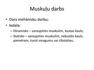 Muskuļu darbs
• Dara mehānisku darbu;
• Iedala:
  – Dinamisks – saraujoties muskulim, kustas kauls;
  – Statisks – saraujoties muskulim, nekustās kauls,
    piemēram, turot smagumu vai cīkstoties;
 