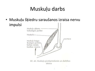 Muskuļu darbs
• Muskuļu šķiedru saraušanos izraisa nervu
  impulsi
 