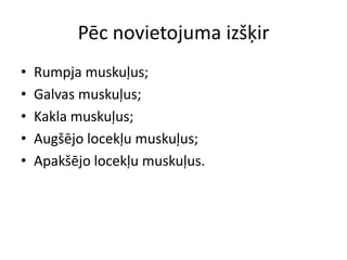 Pēc novietojuma izšķir
•   Rumpja muskuļus;
•   Galvas muskuļus;
•   Kakla muskuļus;
•   Augšējo locekļu muskuļus;
•   Apakšējo locekļu muskuļus.
 