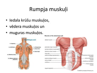 Rumpja muskuļi
• Iedala krūšu muskuļos,
• vēdera muskuļos un
• muguras muskuļos.
 
