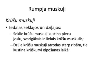 Rumpja muskuļi
Krūšu muskuļi
• Iedalās seklajos un dziļajos:
  – Seklie krūšu muskuļi kustina plecu
    joslu, svarīgākais ir lielais krūšu muskulis;
  – Dziļie krūšu muskuļi atrodas starp ripām, tie
    kustina krūškurvi elpošanas laikā;
 