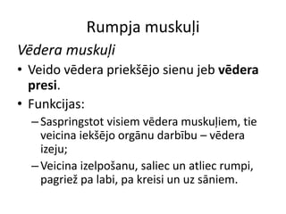 Rumpja muskuļi
Vēdera muskuļi
• Veido vēdera priekšējo sienu jeb vēdera
  presi.
• Funkcijas:
  – Saspringstot visiem vēdera muskuļiem, tie
    veicina iekšējo orgānu darbību – vēdera
    izeju;
  – Veicina izelpošanu, saliec un atliec rumpi,
    pagriež pa labi, pa kreisi un uz sāniem.
 