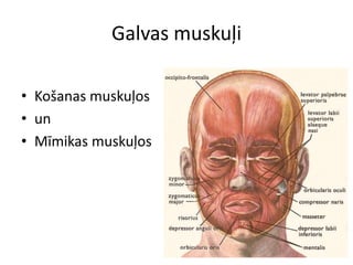 Galvas muskuļi

• Košanas muskuļos
• un
• Mīmikas muskuļos
 