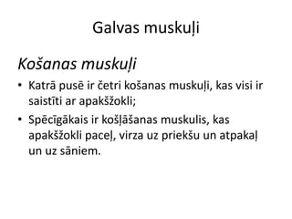 Galvas muskuļi

Košanas muskuļi
• Katrā pusē ir četri košanas muskuļi, kas visi ir
  saistīti ar apakšžokli;
• Spēcīgākais ir košļāšanas muskulis, kas
  apakšžokli paceļ, virza uz priekšu un atpakaļ
  un uz sāniem.
 