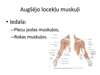 Augšējo locekļu muskuļi

• Iedala:
  –Plecu joslas muskuļos;
  –Rokas muskuļos.
 