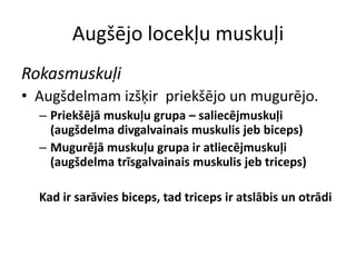 Augšējo locekļu muskuļi
Rokasmuskuļi
• Augšdelmam izšķir priekšējo un mugurējo.
  – Priekšējā muskuļu grupa – saliecējmuskuļi
    (augšdelma divgalvainais muskulis jeb biceps)
  – Mugurējā muskuļu grupa ir atliecējmuskuļi
    (augšdelma trīsgalvainais muskulis jeb triceps)

  Kad ir sarāvies biceps, tad triceps ir atslābis un otrādi
 