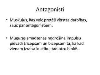 Antagonisti
• Muskuļus, kas veic pretēji vērstas darbības,
  sauc par antagonistiem;

• Muguras smadzenes nodrošina impulsu
  pievadi tricepsam un bicepsam tā, ka kad
  vienam izraisa kustību, tad otru bloķē.
 