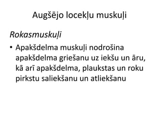 Augšējo locekļu muskuļi

Rokasmuskuļi
• Apakšdelma muskuļi nodrošina
  apakšdelma griešanu uz iekšu un āru,
  kā arī apakšdelma, plaukstas un roku
  pirkstu saliekšanu un atliekšanu
 