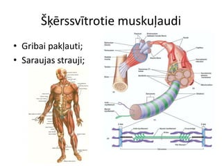Šķērssvītrotie muskuļaudi
• Gribai pakļauti;
• Saraujas strauji;
 