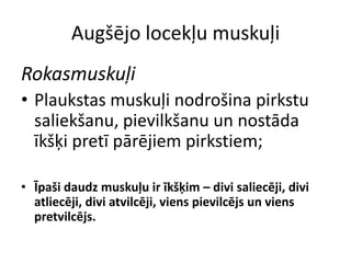 Augšējo locekļu muskuļi
Rokasmuskuļi
• Plaukstas muskuļi nodrošina pirkstu
  saliekšanu, pievilkšanu un nostāda
  īkšķi pretī pārējiem pirkstiem;

• Īpaši daudz muskuļu ir īkšķim – divi saliecēji, divi
  atliecēji, divi atvilcēji, viens pievilcējs un viens
  pretvilcējs.
 