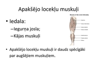 Apakšējo locekļu muskuļi

• Iedala:
  –Iegurņa josla;
  –Kājas muskuļi

• Apakšējo locekļu muskuļi ir daudz spēcīgāki
  par augšējiem muskuļiem.
 