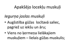 Apakšējo locekļu muskuļi

Iegurņa joslas muskuļi
• Augšstilba gūžas locītavā saliec,
  pagriež uz iekšu un āru;
• Viens no ķermeņa lielākajiem
  muskuļiem – lielais gūžas muskulis;
 