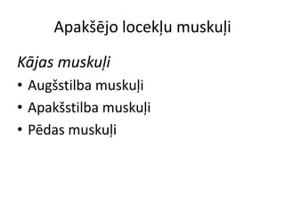 Apakšējo locekļu muskuļi

Kājas muskuļi
• Augšstilba muskuļi
• Apakšstilba muskuļi
• Pēdas muskuļi
 