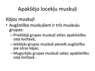 Apakšējo locekļu muskuļi
Kājas muskuļi
• Augšstilba muskuļiem ir trīs muskuļu
  grupas:
  – Priekšējā grupas muskuļi atliec apakšstilbu
    ceļa locītavā;
  – Iekšējās grupas muskuļi pievelk augšstilbu
    pie otras kājas;
  – Mugurējās grupas muskuļi saliec apakšstilbu
    ceļa locītavā.
 