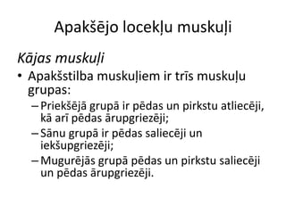 Apakšējo locekļu muskuļi
Kājas muskuļi
• Apakšstilba muskuļiem ir trīs muskuļu
  grupas:
  – Priekšējā grupā ir pēdas un pirkstu atliecēji,
    kā arī pēdas ārupgriezēji;
  – Sānu grupā ir pēdas saliecēji un
    iekšupgriezēji;
  – Mugurējās grupā pēdas un pirkstu saliecēji
    un pēdas ārupgriezēji.
 
