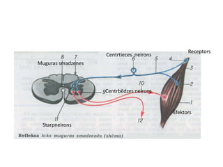 Receptors
                    Centrtieces neirons
Muguras smadzenes



                    Centrbēdzes neirons


                                          Efektors

 Starpneirons
 
