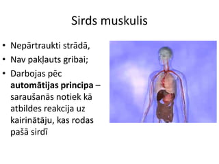 Sirds muskulis
• Nepārtraukti strādā,
• Nav pakļauts gribai;
• Darbojas pēc
  automātijas principa –
  saraušanās notiek kā
  atbildes reakcija uz
  kairinātāju, kas rodas
  pašā sirdī
 