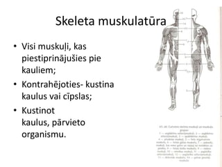 Skeleta muskulatūra
• Visi muskuļi, kas
  piestiprinājušies pie
  kauliem;
• Kontrahējoties- kustina
  kaulus vai cīpslas;
• Kustinot
  kaulus, pārvieto
  organismu.
 